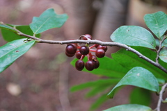 Polyalthia suberosa